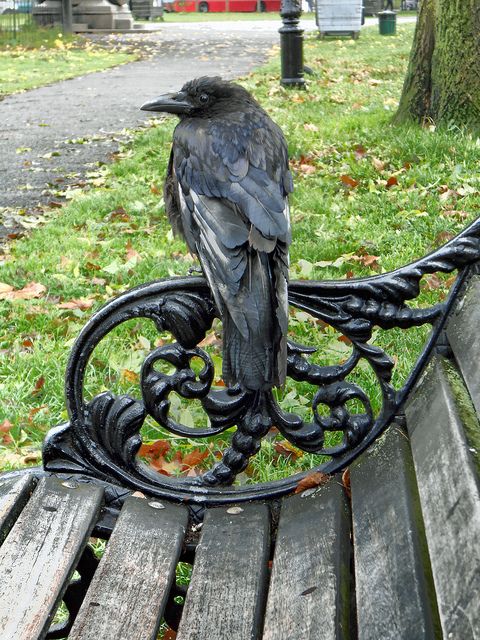 crow on a bench