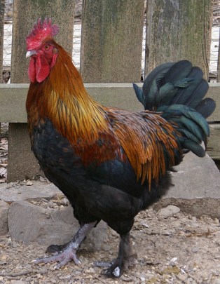 rooster