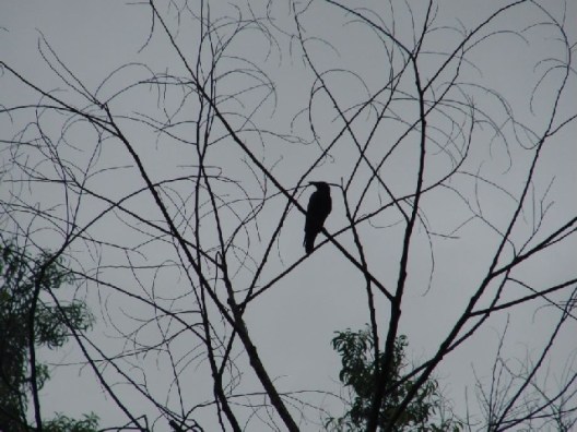 crow in rain