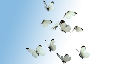 white butterflies