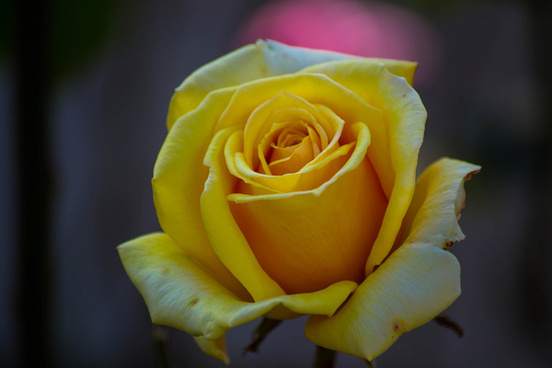 yellow_rose_514073