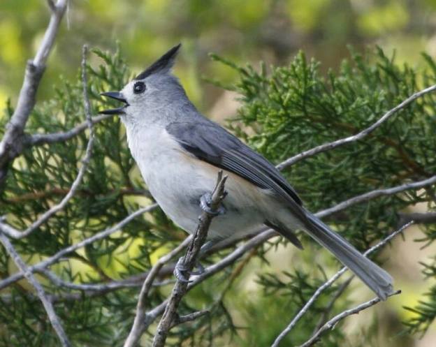 Black-crested Titmouse