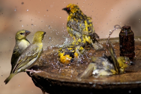 Wild birds splashing in a bird bath