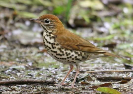 Wood thrush