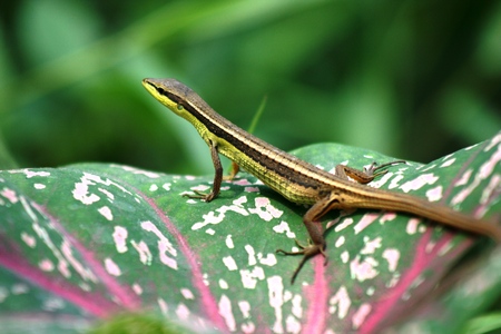 26510901 - green lizard is peeping from cluster of green flowers