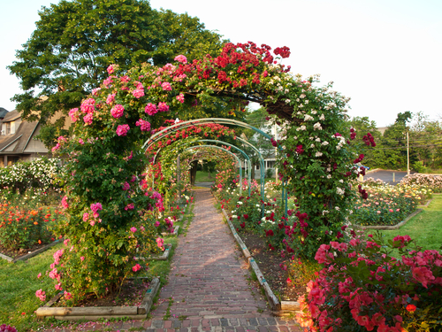 rose garden