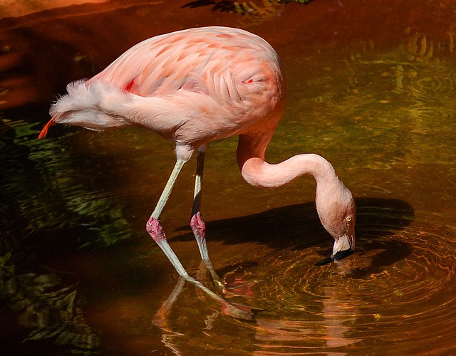 flamingo-1040451_640