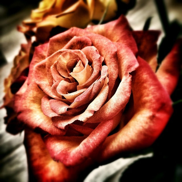 rose-123890_640