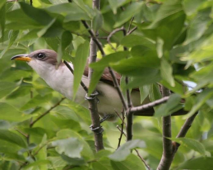 Yellow Billed Cuckoo