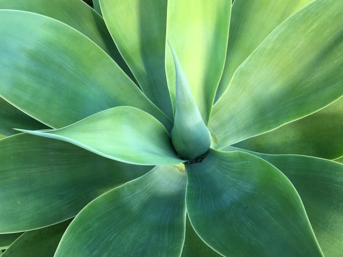 agave-1639472_1280