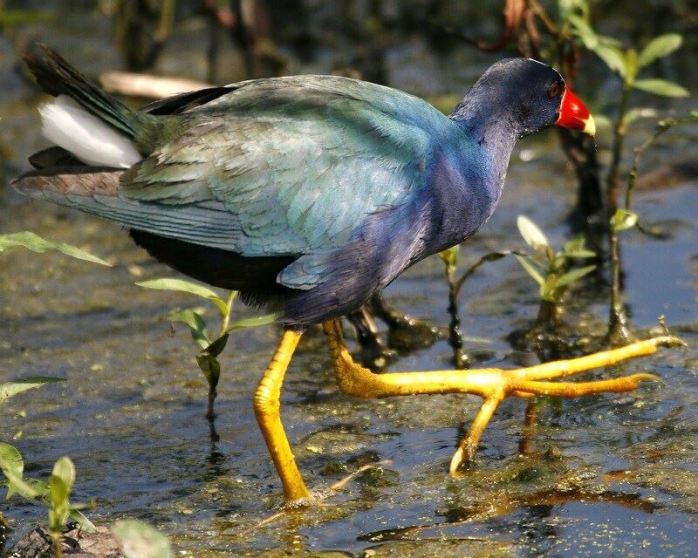 Big foot Bird- Purple Gallinule