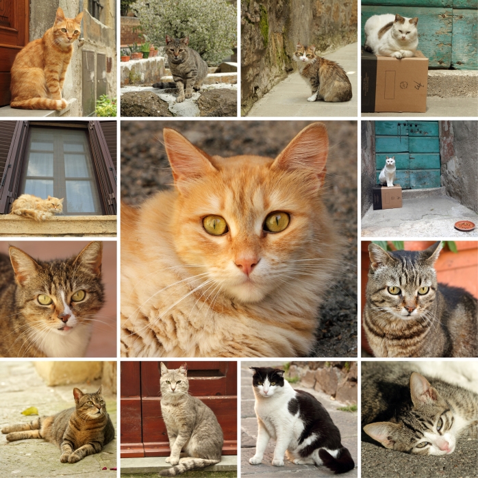 italian cats collage