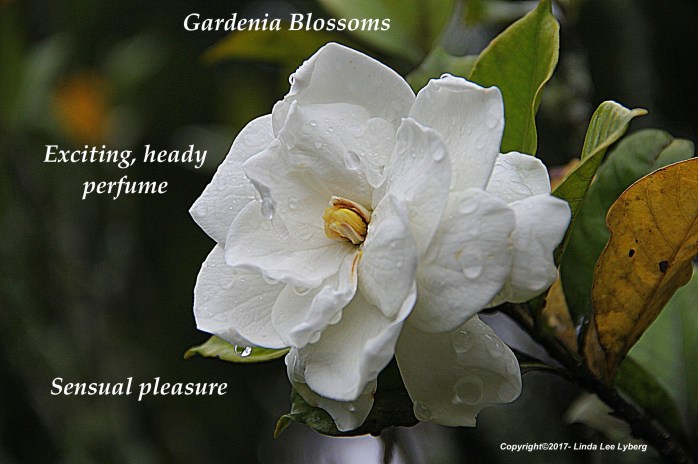 gardenia-178719_1920