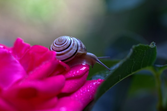 snail-2378225_1280