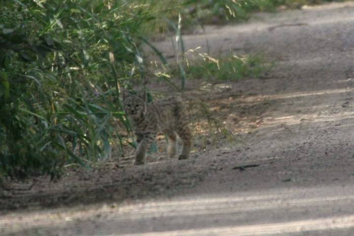 camo bobcat