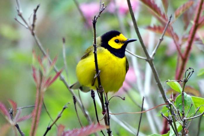 hooded warbler