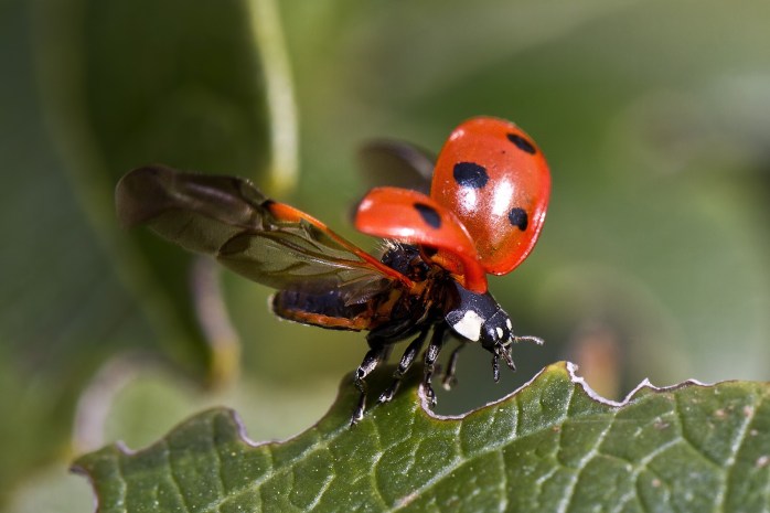 ladybug-743562_1920