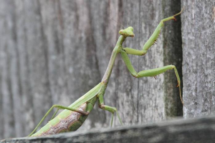 Praying Mantis