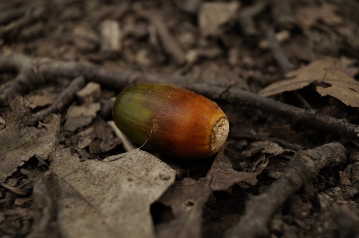 acorn-971591_1920