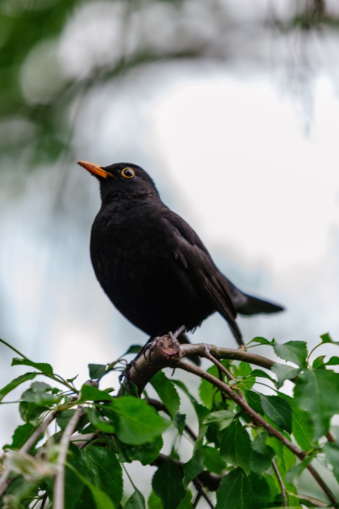 blackbird-1348356_1920