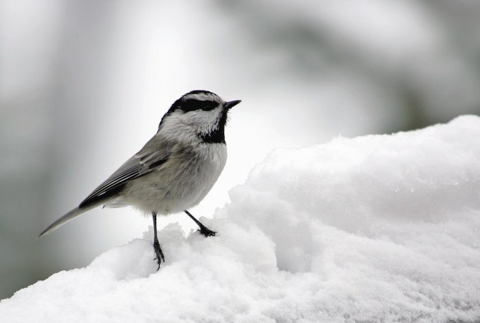 mountain-chickadee-1173803_1920