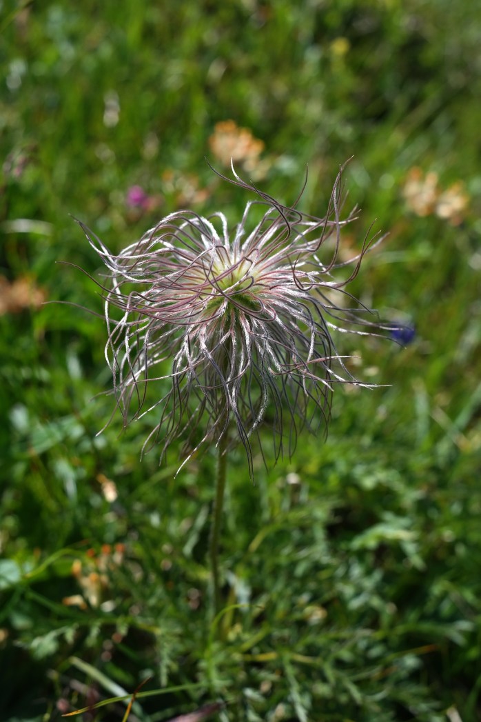 alpine-pasqueflower-1837783_1920