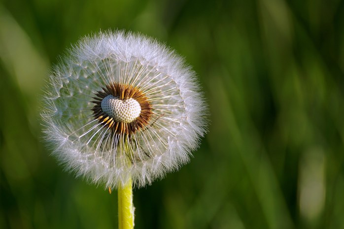 dandelion-2260690_1920