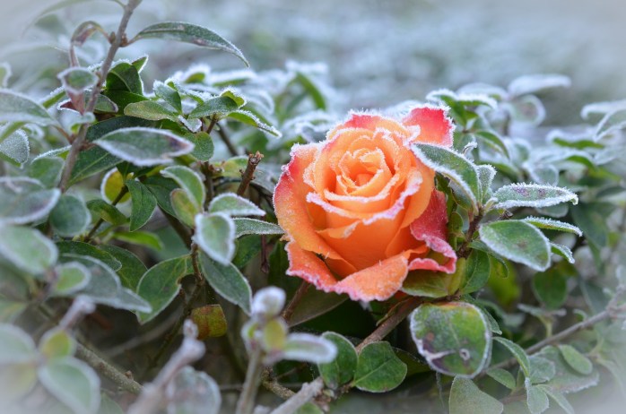 rose-490947_1920