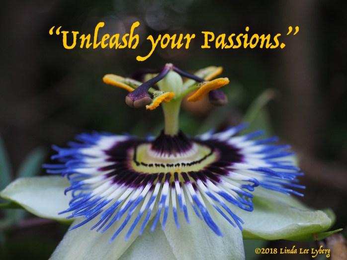 blue-passion-flower-2714002_1920