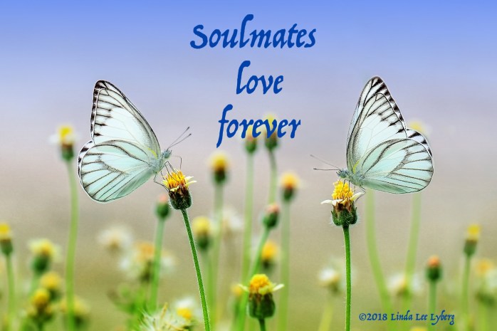 butterfly-1127666_1920