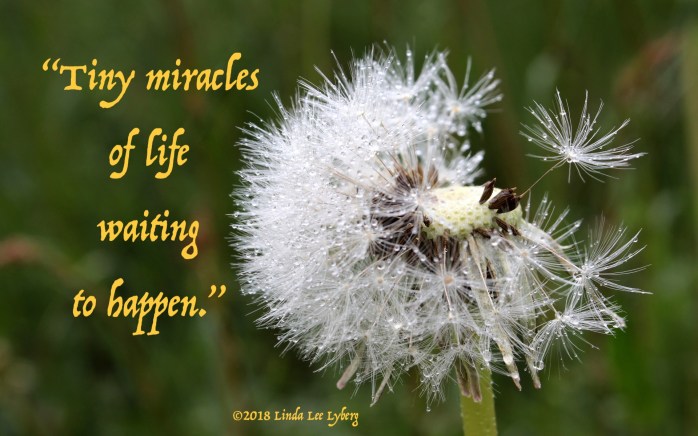 dandelion-1415782_1920