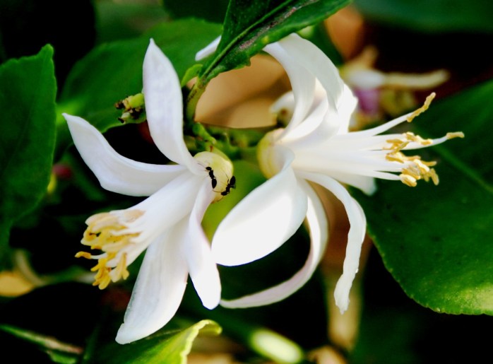 nature-blossom-plant-white-leaf-flower-1007623-pxhere.com