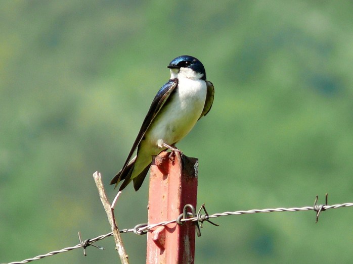 tree-swallow-572791_1280
