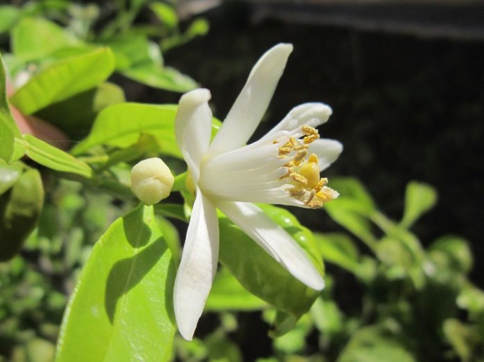 plant-sun-white-flower-bloom-spring-1412397-pxhere.com