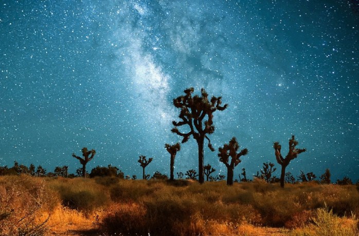 cactus-sky-night-star-milky-way-cosmos-836839-pxhere.com
