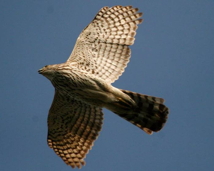 18738662_1642171469158165_2226353976860410410_o