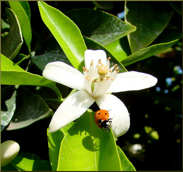 8631481177_ec3b9d1127_z