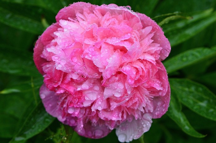 peony-771134_1280