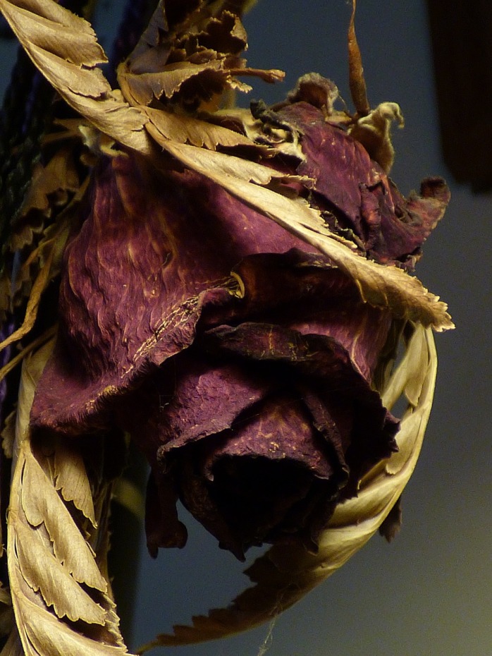 dried-rose-1145180_1280
