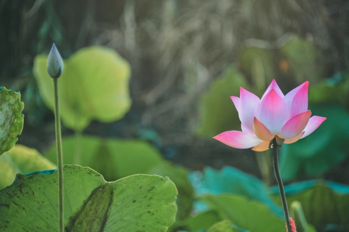 grass-green-flower-plant-lotus-sacred-lotus-1437249-pxhere.com.jpg