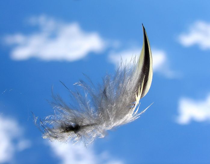 Bird's_Feather_in_Flight