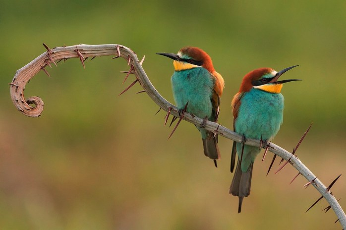 bee-eaters-3749679_1280