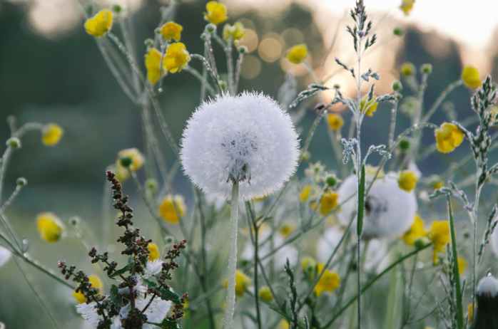 dandelion flowers