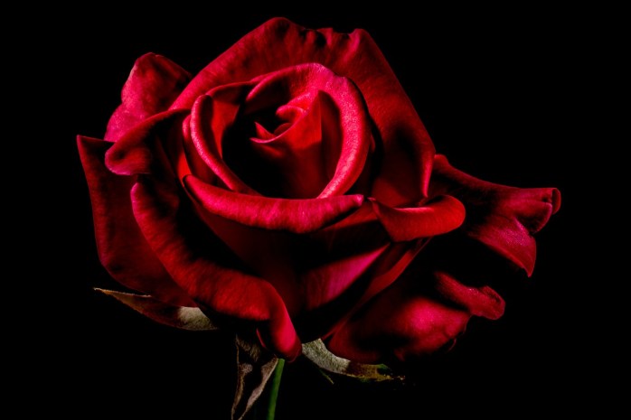 red-rose-334133_1280