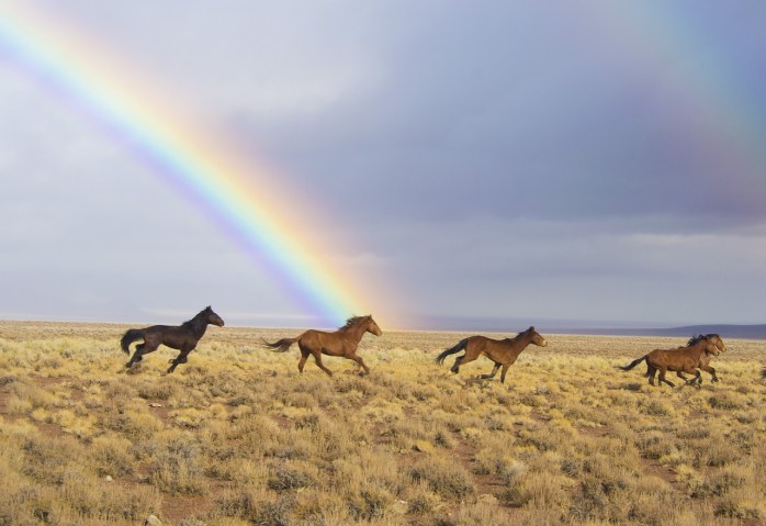 wild-horses-2239420_1280
