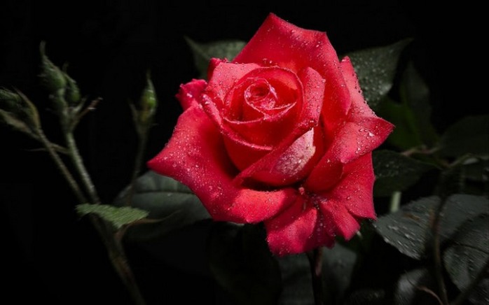 red-rose-rose-flower-red-rose-family-garden-roses-1433039-pxhere.com-2